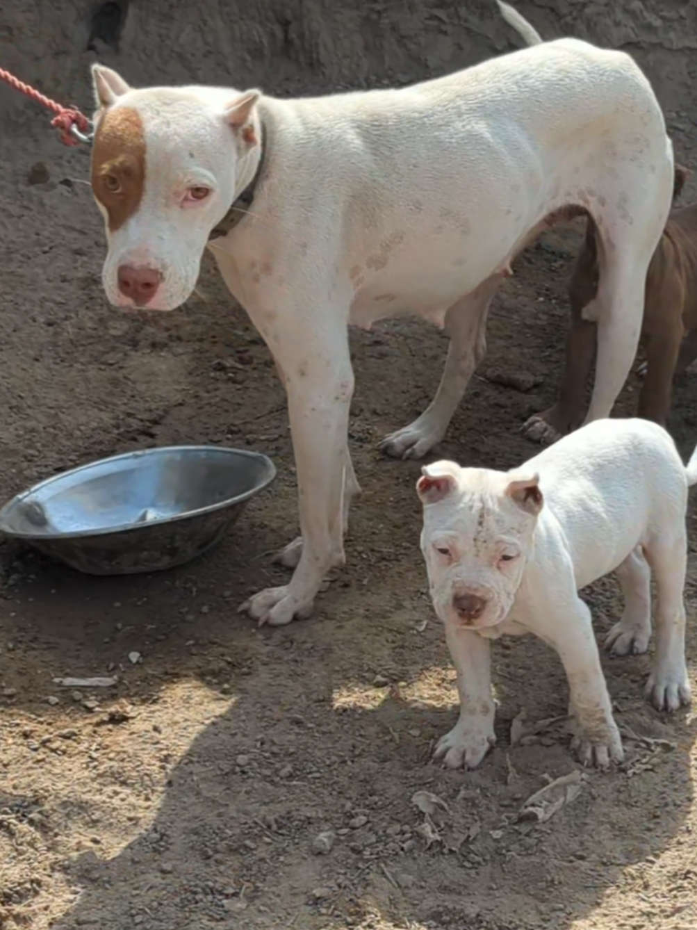 #foryou #dog #doglovers #unfreezemyacount #creatorsearchinsight 