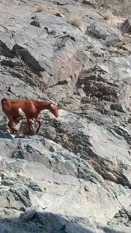 #f #غنم#مشاهير_تيك_توك #explorepage✨ #اليك_متابع_اكسبلوررر 