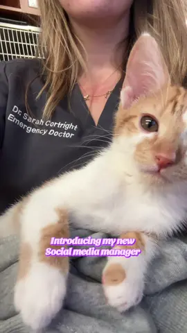 Meet my social media manager: specializes in swiping, deleting drafts, and adding 47 accidental filters 🐱 #kitten #influencer #cat #doomscrolling #cute 