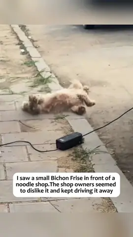 #rescue #animals #dogs #dog 