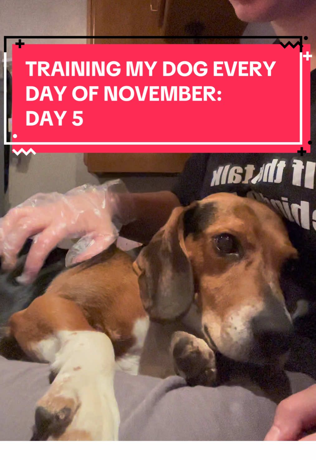 tod was extra stinky today! #DogTraining #beagle #beagletraining #hounddog #rescuedog 