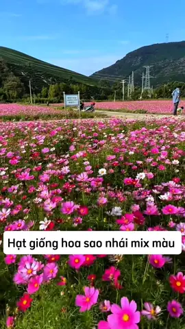 Hạt giống hoa sao nhái mix màu  #hathoa  #hatgionghoa  #hoasaonhai  #hoasaonhaimixmau  #caycanh 