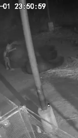 ในวันที่หนูไม่สบายเป็นหลายอย่างในเวลาเดียวกันคนที่อยู่ข้างๆหนูตลอดเวลาคือพ่อนะลูก ขอให้หนูเติบโตไปเป็นช้างที่น่ารักของพ่อแบบนี้ตลอดไป #น้องยอดทอง #น้องยอดทองงายาว8เมตร #เพจyodthongfamily 