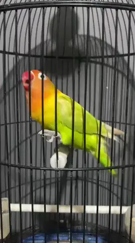 Jalan lapang tinggal gias mas ✨ siang malam oke 🔥 #lovebirdmania #lovebirdngekekpanjang #lovebirdnusantara #lovebirdfighter #lovebird 