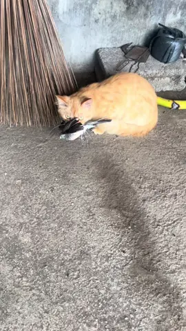 Lengah dikit di terkam terdekat 🙈 #perkutut #perkututlokal #perkututindonesia #perkututbangkok #perkututgacor 