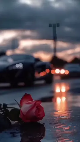 #يسعد صباحكم 