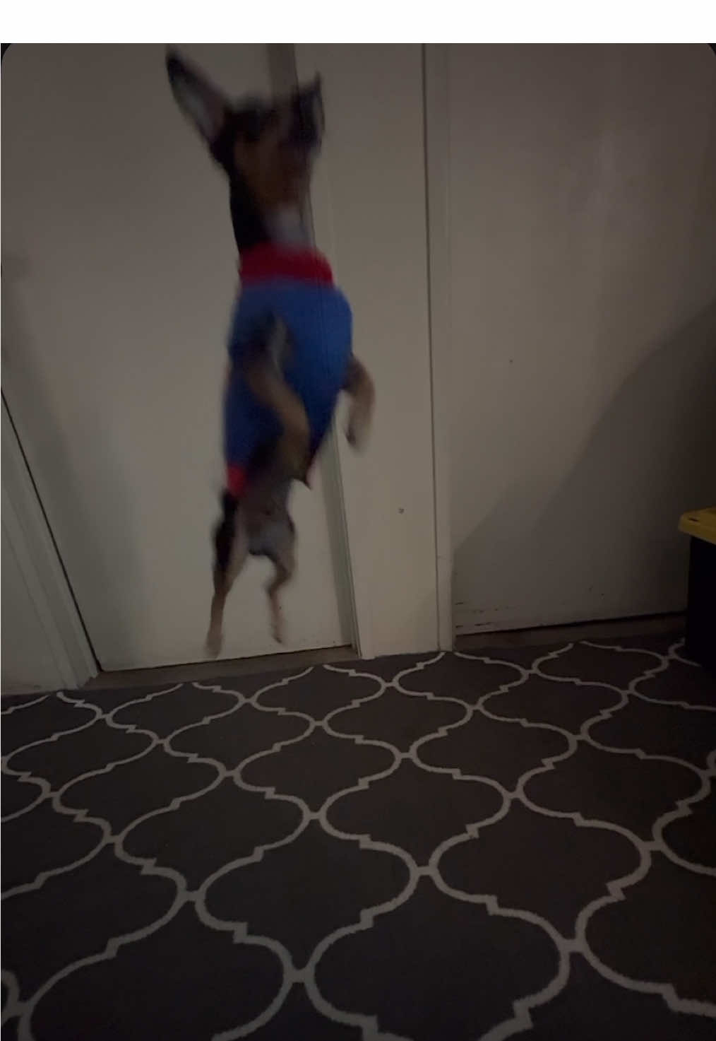 he got his favorite treats after don’t worry 🙃 #bounce #thankyou #dogtricks #foryourpage #chihuahua 