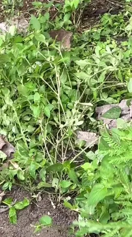 di temukan mayat yang udah jadi tengkorak di daerah mangkubumi arah cibatu garut 😔😒 #viral #mayat #mangkubumi