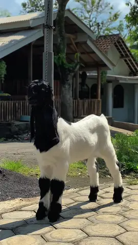 matanya sadizzzz @pendik_lumajang @jaka nugraha   . . #kambingkontes #kambingkaligesing #foryoupage #lumajang24jam #sumberalametawa #peternakmuda #peternakmilenial 