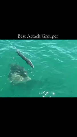 #anglerrebahaners #fishing #fyp #foryou #monsterfish 