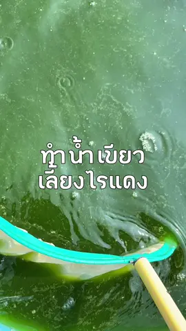 วิธีทำน้ำเขียว เลี้ยงไรแดง และเลี้ยงไรแดง