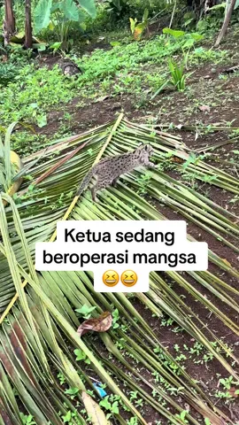 Ketua sedang beroperasi dan anak buah nya jadi Body guard di belakang 🤣😆 #kucing #kucinghutan #kucingbengal #kucinglucu #macanakar 