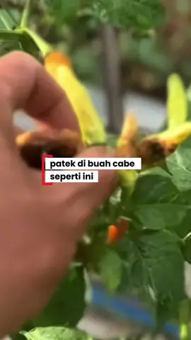 Membalas @abdajz500 ratusan bahkan ribuan petani makin suka dengan pestisida nabati ini, selain untuk percepatan pertumbuhan juga pembasmi hama pada tanaman #pupuk #pestisidanabati #pelebatbuah #pembasmihama #tanaman 