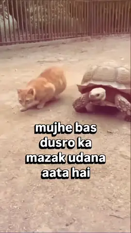 #creatorsearchinsights 