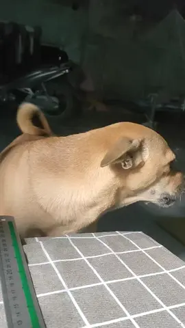 :)))))  #cho #thucung #xuhuong #chó 