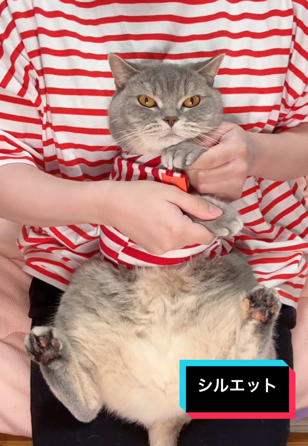 猫だってばよ🥷 #シルエット #kanaboon #naruto #dancingcat #みんなでシルエット 