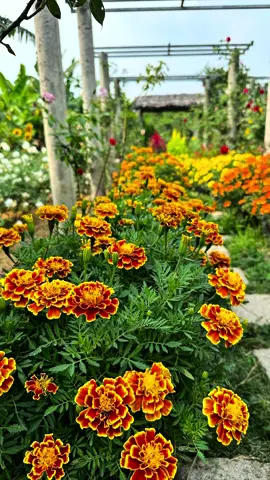 Màu sắc của Vạn thọ ban mai rực rỡ trong những ngày Tết năm 2024 tại vườn của Lạc nè! Tết năm nay, các bạn cùng trồng vạn thọ ban mai với Lạc nha! #lacveque #tết2026 #tronghoatet #hoavantho #vanthobanmai 