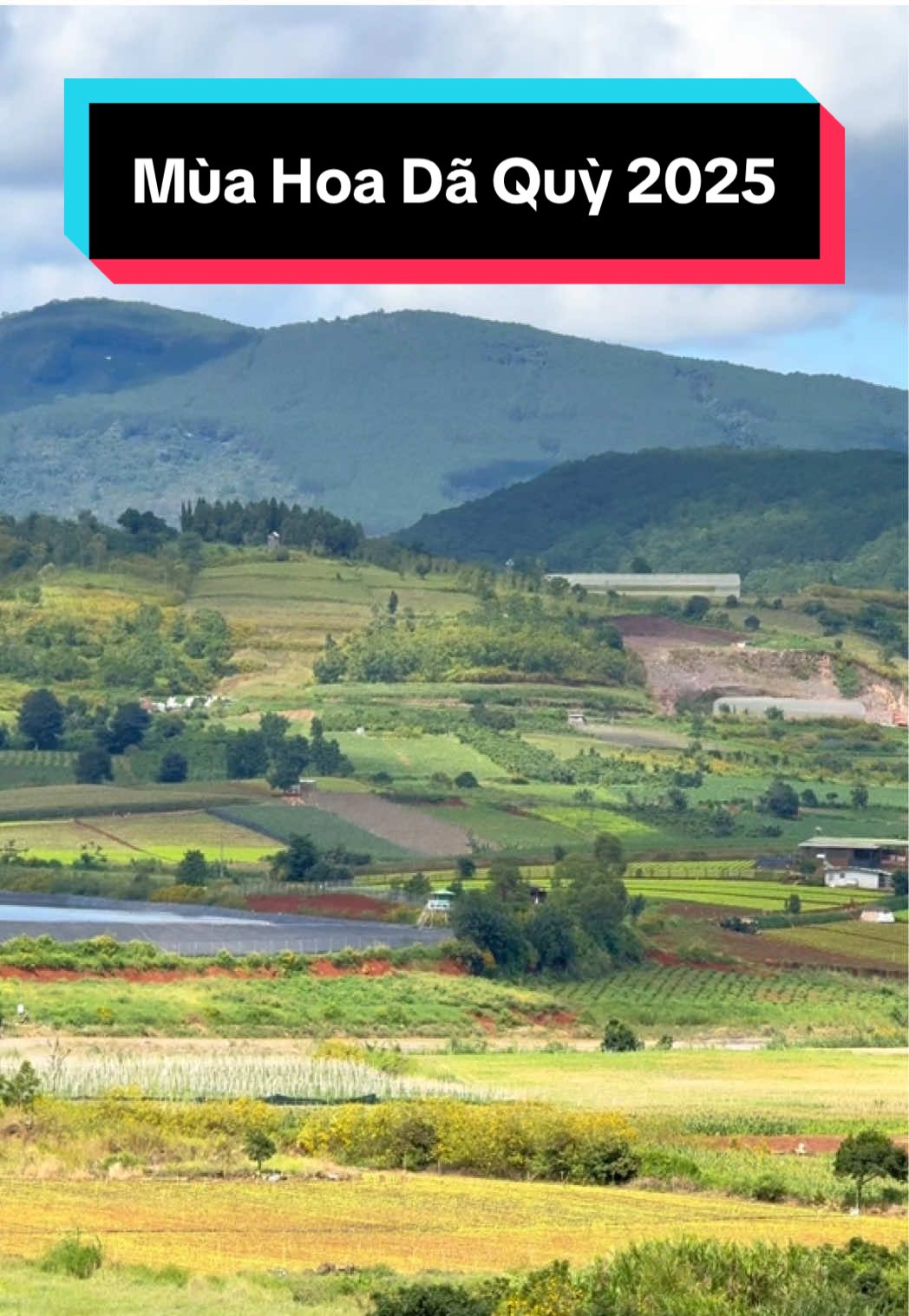 Mùa hoa dã quỳ tại Bồng Lai năm 2025 #nhadepbonphuong #dulichdalat #bonglai #hoadaquy #ktslethanhson 