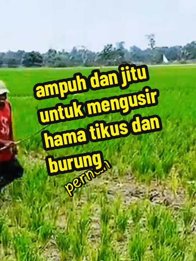 cara ampuh untuk mengusir hama tikus dan burung ditanaman padi  #pupuk #tanamanpadi #hamatikus #hamaburung #biomes 