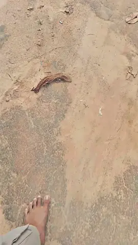 jare sopo ngumbol ne layangan ra resiko #siliwangi #promomakan1111 #sinarelang #xcyzba 