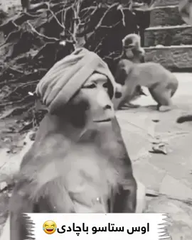 #ملتیا_مې_وکړه📚 ##foryou #fyp #viral #foryoupage 