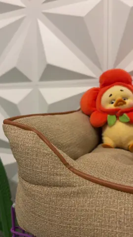 Qaqanya ireng bgt #cats #openadoptkucing #scottishfold #britishshorthair #catsoftiktok 