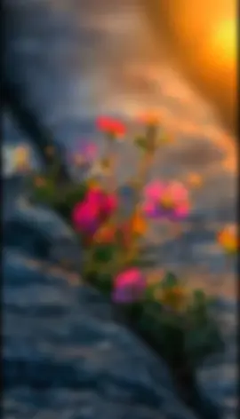 #كل_كنوز_الارض_لاتساوي_راحة_بالك_👍