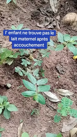 #laitmaternel #creatorsearchinsights#tiktokbeninois🇧🇯 #visibilitesurtiktok #agbetawoyo002290194727108 