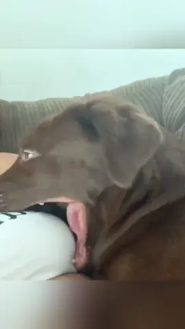 Dramatic dog😂#dog #dogs #doglover #dogsoftiktok #fyp 