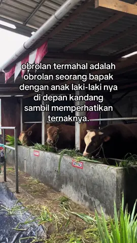 #sobatngaret #masukberanda #fyppppppppppppppppppppppp #peternakmuda #sapi 