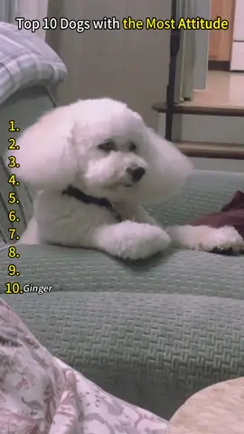 Attitude Dog! #funnydog #dog #dogsoftiktok #funnyvideos #usa 