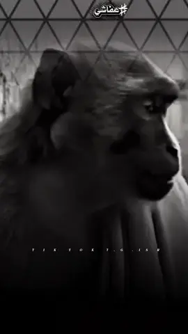 #تصميم_فيديوهات🎶🎤🎬 #tylerthecreator 