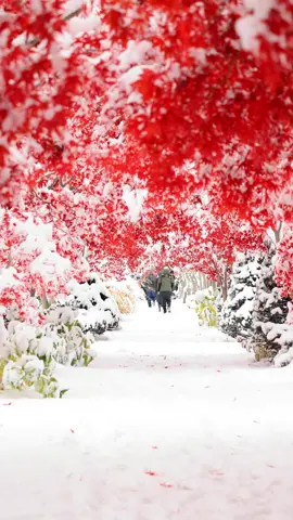 札幌で見れる紅葉と雪のトンネル⛄️ #平岡樹芸センター#紅葉#雪景色#北海道旅行 #hokkaidotrip  撮影：2025/11/8