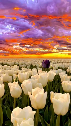 You are my only one✨ #sunset #fyp 