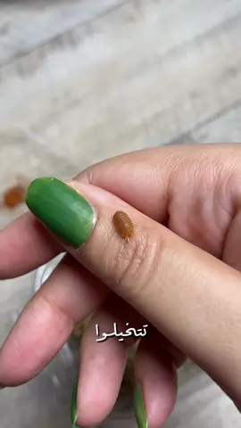 @ISOPODA KSA  اشتريتهم من