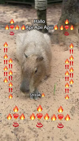 Api Api🔥🔥🔥🔥❤️‍🔥❤️‍🔥❤️‍🔥💋💋💋 #GreenCreator #VinWonders #dulich #vinpearlsafariphuquoc #chuoi 