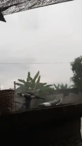 main libon libon😁#fyp #guppylover #foryoupage #guppyindonesia #4you 