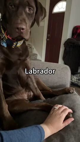 Labrador #dog #labrador #labradorretriever #dogsoftiktok #dogs 