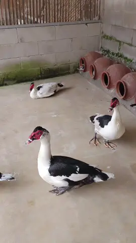 tor monitor ketuaa.. #hobi #ternak #entokjumbo #hiburan #fyp 