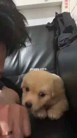 Puppy energy #dog #funny #cute #puppy #fyp #dogsoftiktok 