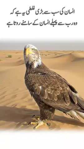 The Silent Falcon#eagle #viralvideos #tik_tok #power #viral 