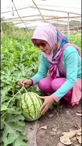 semongkooooo  #pengikuttiktok #semongko  #panen #buah #jangkauanluas 