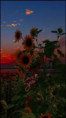 #السعادةلاهل الطيب #الانتشار السريع