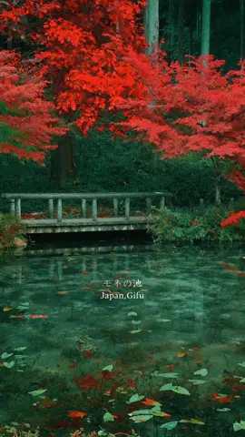 📍Location モネの池/Monet's Pond フォロー/保存/コメントをいただけますと励みになります。 I would be encouraged if you follow/save/comment. 👉 @takamii0419 #モネの池 #japan