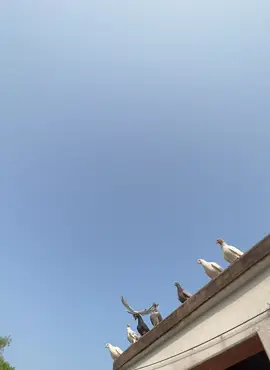 জীবনের অর্ধেকটা সমস্যা কিংবা হতাশা দূর হয়ে যায়, যদি পাশে নিজেকে বুঝতে পারার মতো একজন বিশ্বস্ত সেই সাথে মনোযোগী মানুষ থাকে। টাকা-পয়সা, ধন-সম্পদ আপনাকে বিলাসবহুল জীবন দিতে পারে, তবে আশেপাশের মানুষগুলো যদি টক্সিস হয় না, টাকা-পয়সা, ধন-সম্পদ সব জলে যাবে! জীবনের সমীকরণ বড্ড জটিল! মানুষের জীবন সহজ থাকে, শুধু ভুল মানুষের পাল্লায় পড়ে, আমরা সহজ জিনিসটাকে জটিল করে তুলি! জীবনের সব হতাশা, ব্যর্থতা, দুঃখ-কষ্ট যন্ত্রণা নিমিষেই ভুলে থাকা যায়, যদি পাশে ভরসা করার মতো সঠিক একজন মানুষ থাকে। দশটা খারাপ মানুষের ভীড়ে যদি মাত্র একজন ভালো মানুষ পাওয়া যায় পাশে, তবে জীবন অন্যরকম হতে পারে। মানুষ আসলে কি চায়? মানুষ যখন ভালোবাসার পিছনে ছুটে কেবল দুঃখই পায়, তখন মানুষ ভালোবাসা থেকে মুখ ফিরিয়ে নেয়। জীবনে দুঃখ-কষ্ট অনিবার্য। প্রচন্ড দুঃখ পাওয়ার পর যদি কারো মুখের দিকে তাকিয়ে নিজেকে মানসিক ভাবে শক্তিশালী নাই করা যায়, তবে এর থেকে বড় আক্ষেপ আর কি হতে পারে? জীবন এমন তো নয়, সারাজীবন একা একা কাটিয়ে দেয়া মাত্র। পৃথিবীতে আসার কারণই হচ্ছে, সঙ্গী নিয়ে বেঁচে থাকা। সুখে-দুখে একসাথে থাকা। আর এমন সময় যদি সবসময়, সব ক্ষেত্রে যদি নিজেকে একা একা সংগ্রাম করে যেতে হয়, তবে মানুষের দুঃখ রাখার জায়গা থাকে না আসলে! মানুষ আসলে চায় এমন একটা মানুষ, যে তাকে বুঝবে। অন্তত সবসময় না হোক, যখন সে প্রচন্ড হতাশ হয় কিংবা অসহায়বোধ করে। #foryou#foryoupage#officialbdtiktok#fpyyyyyyyyyyyyyyyyyyyyyy 