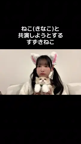 ねこ(きなこ)と共演しようとするすずきねこ #鈴木瞳美 #ノイミー @鈴木瞳美 #鈴木瞳美調査 