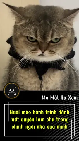 Nuôi mèo – hành trình đánh mất quyền làm chủ trong chính ngôi nhà của mình. #momatraxem #pet #dongvat #hottrend #cliptrieuview 