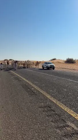 #حلوا #حرش_العراقيب #العتيبي #ابن عدل#المرشدي 