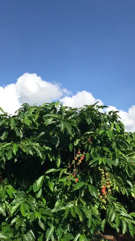 Nay chúng mệt r. Về lm lai rai thôi