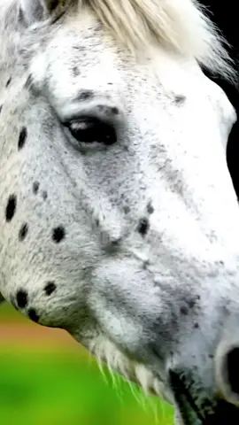 Animals life birds life🙃🙂😲   #animals  #ai  #wildlife  #petlife  #Nature          